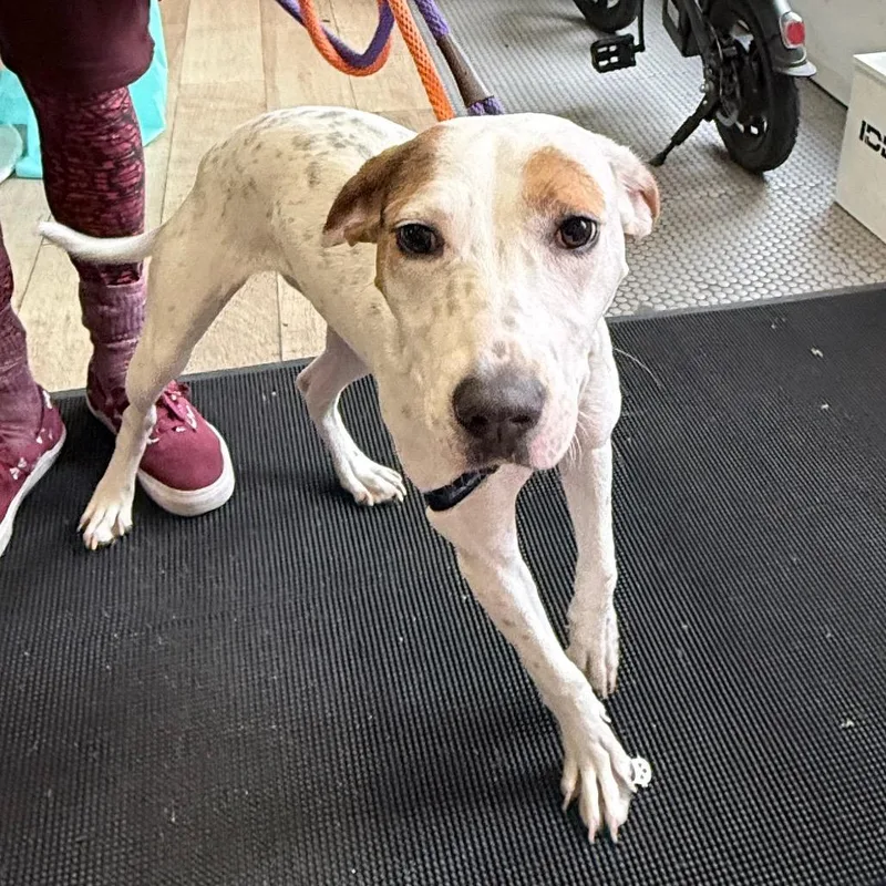 A young medium-sized female White / Cream Mixed Breed dog named Bella for adoption in New York, NY