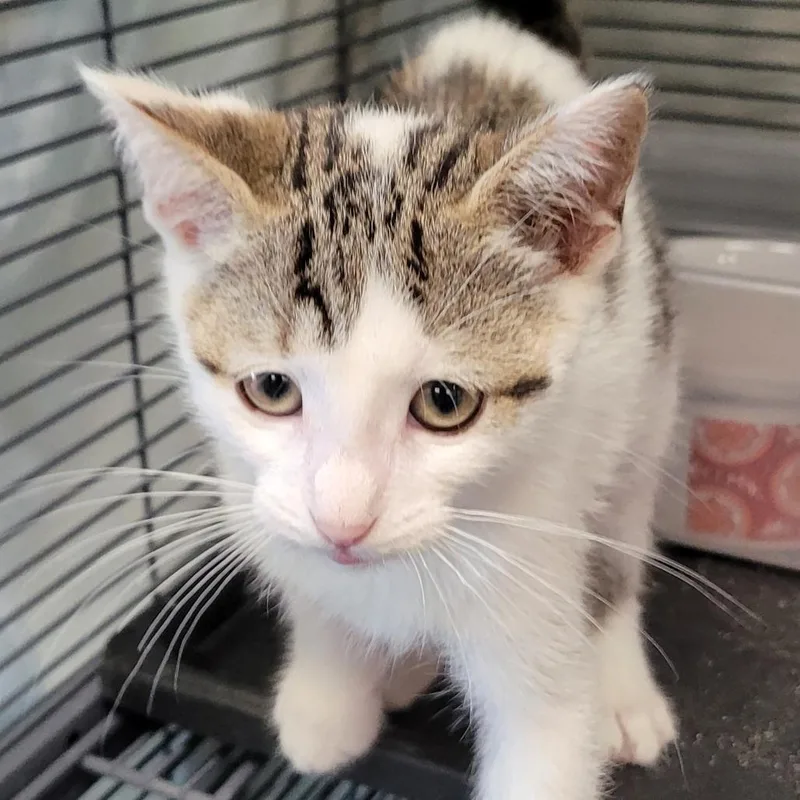 A baby small-sized male Brown / Chocolate Domestic Short Hair cat named Splat for adoption in Monroe, MI