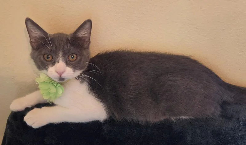 A baby medium-sized female Gray & White Domestic Short Hair cat named Kimchi for adoption in Flushing, NY