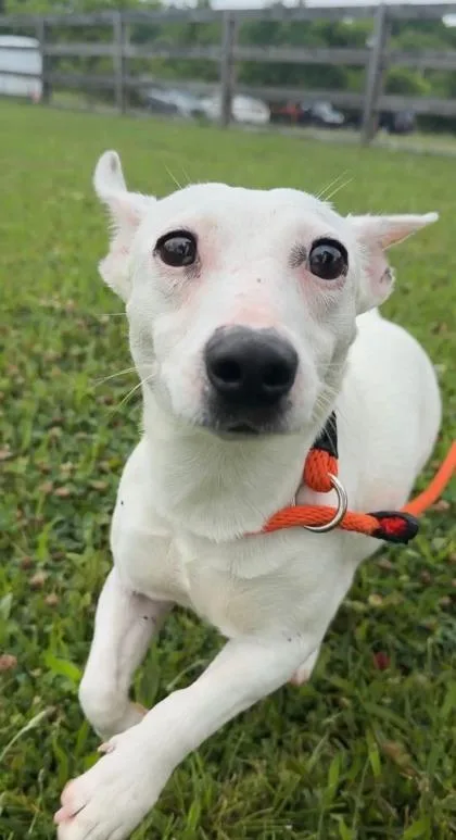 An adult small-sized female Mixed Breed dog named Jolly for adoption in Quakertown, PA