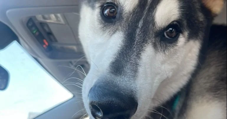 Balto Too thumbnail 3