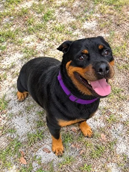 An adult extra large-sized female Rottweiler dog named Mia for adoption in Palm Coast, FL