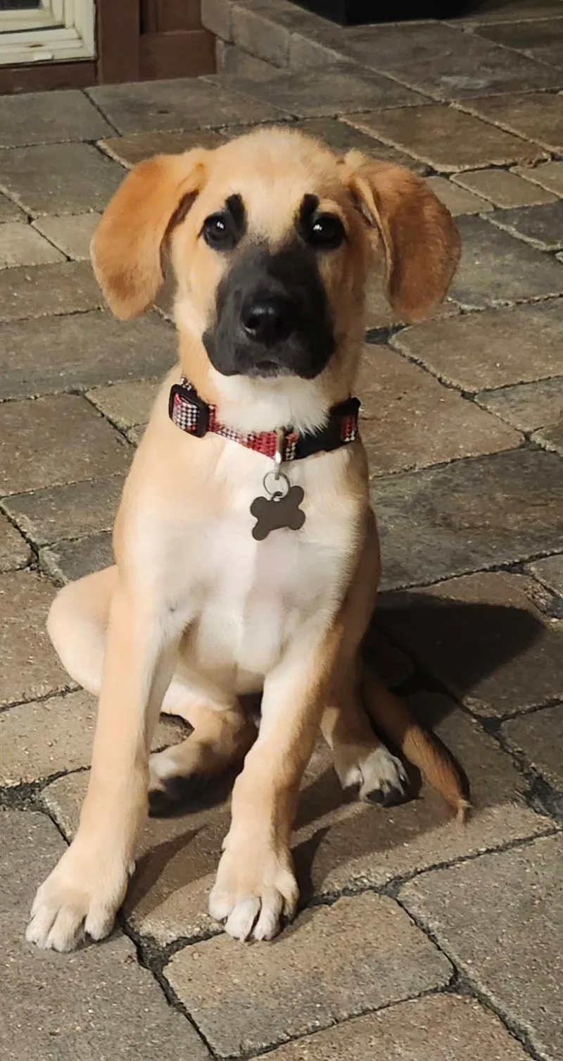 A baby medium-sized male Anatolian Shepherd dog named Chuck for adoption in Hillside, IL