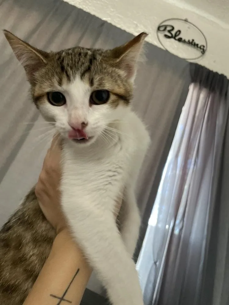 A baby small-sized female Domestic Short Hair cat named Coco for adoption in Jemez Pueblo, NM