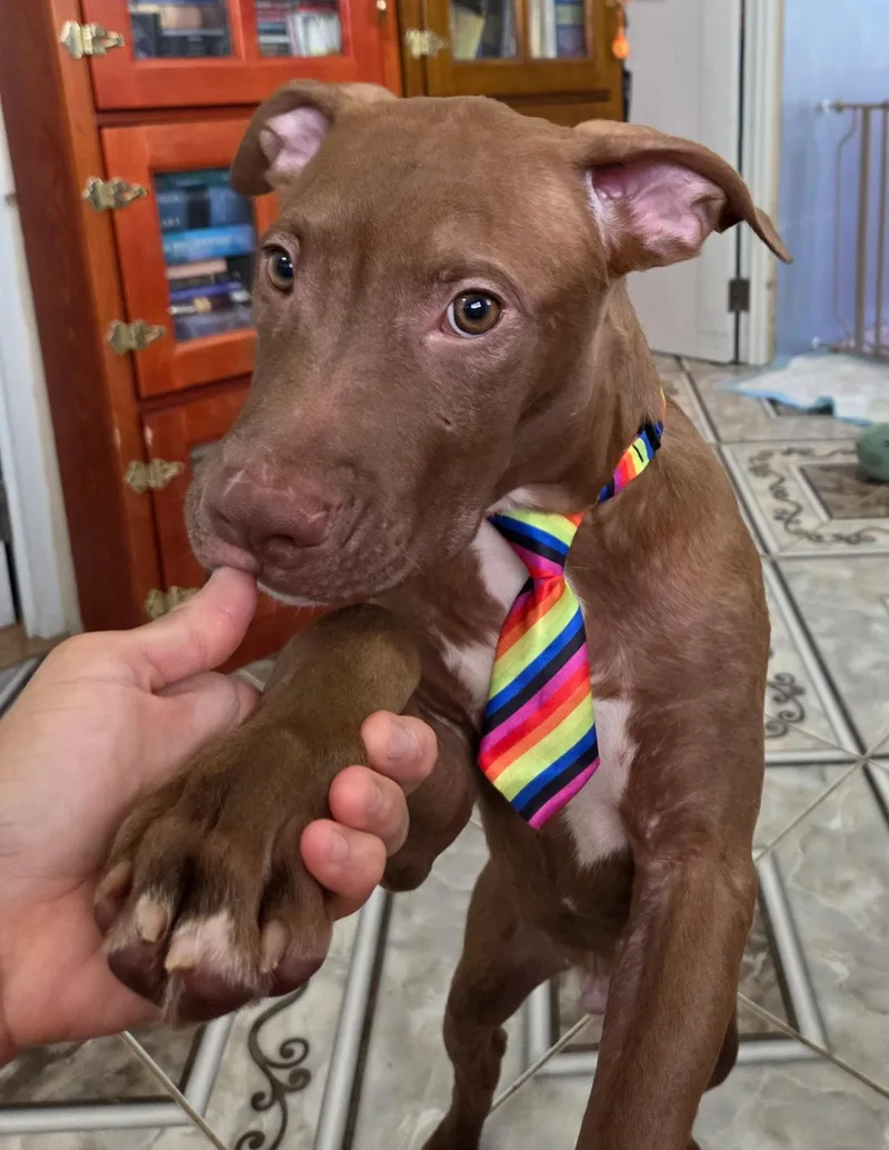 Choco