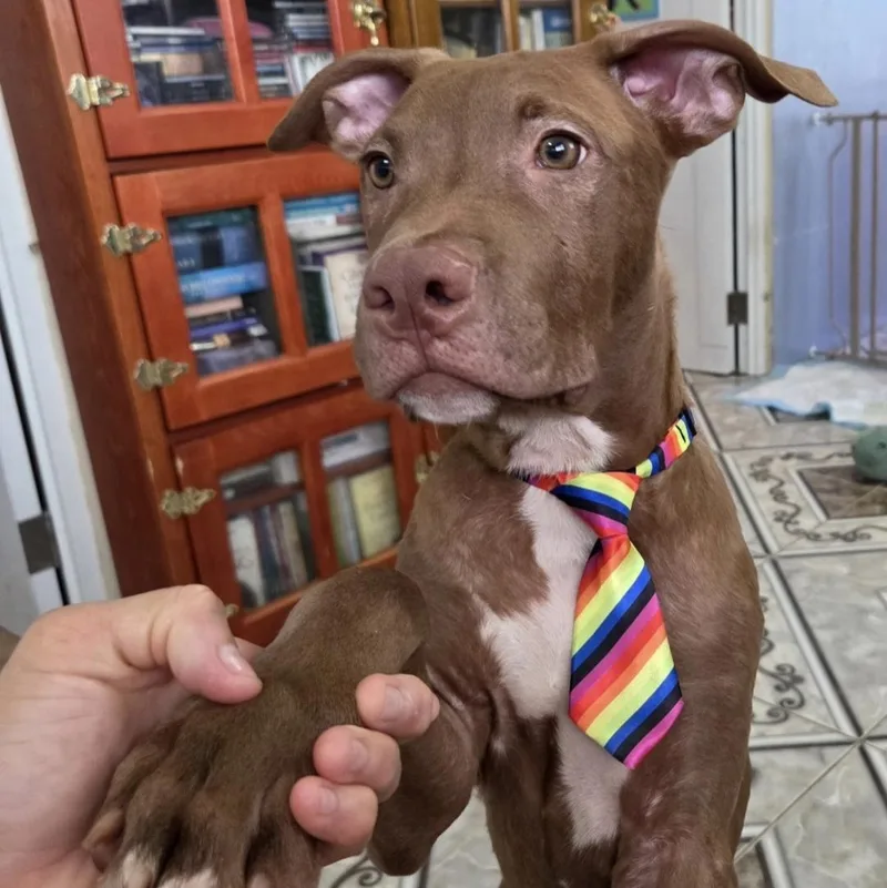 Choco thumbnail 3