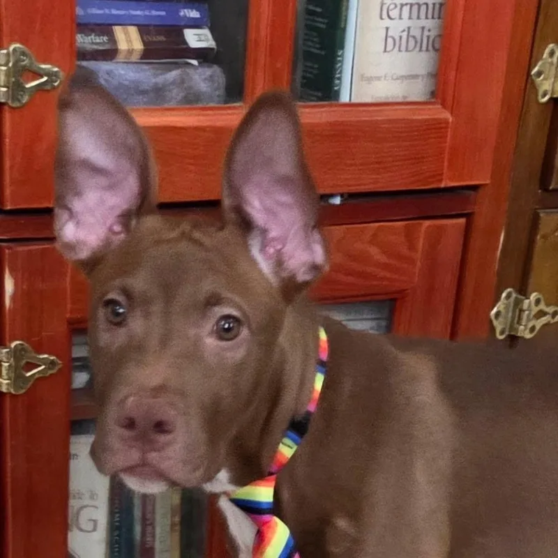 Choco thumbnail 4