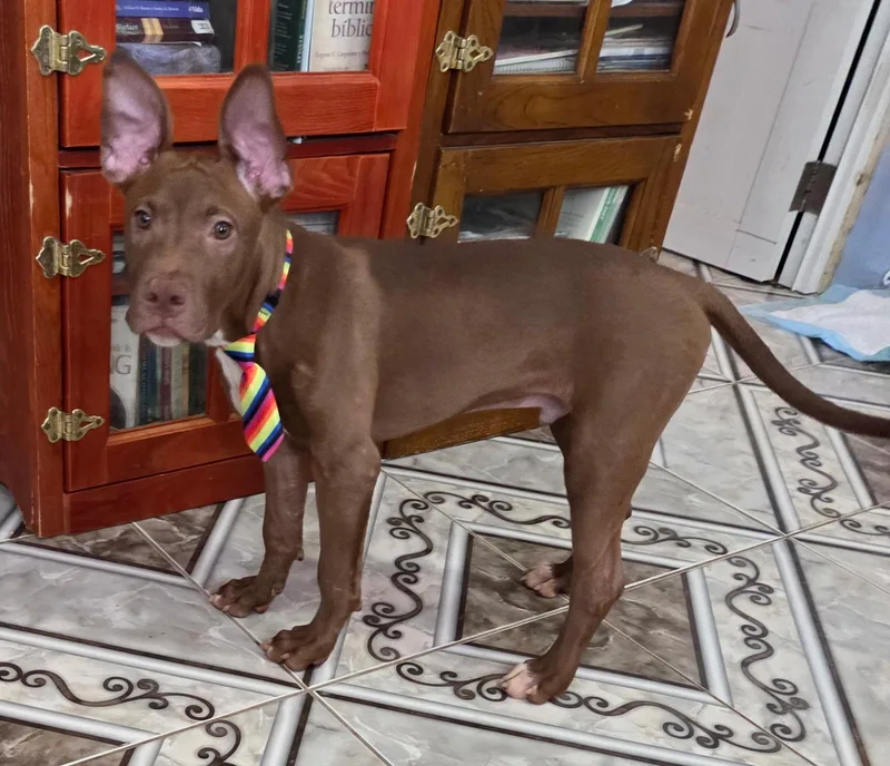 Choco thumbnail 5