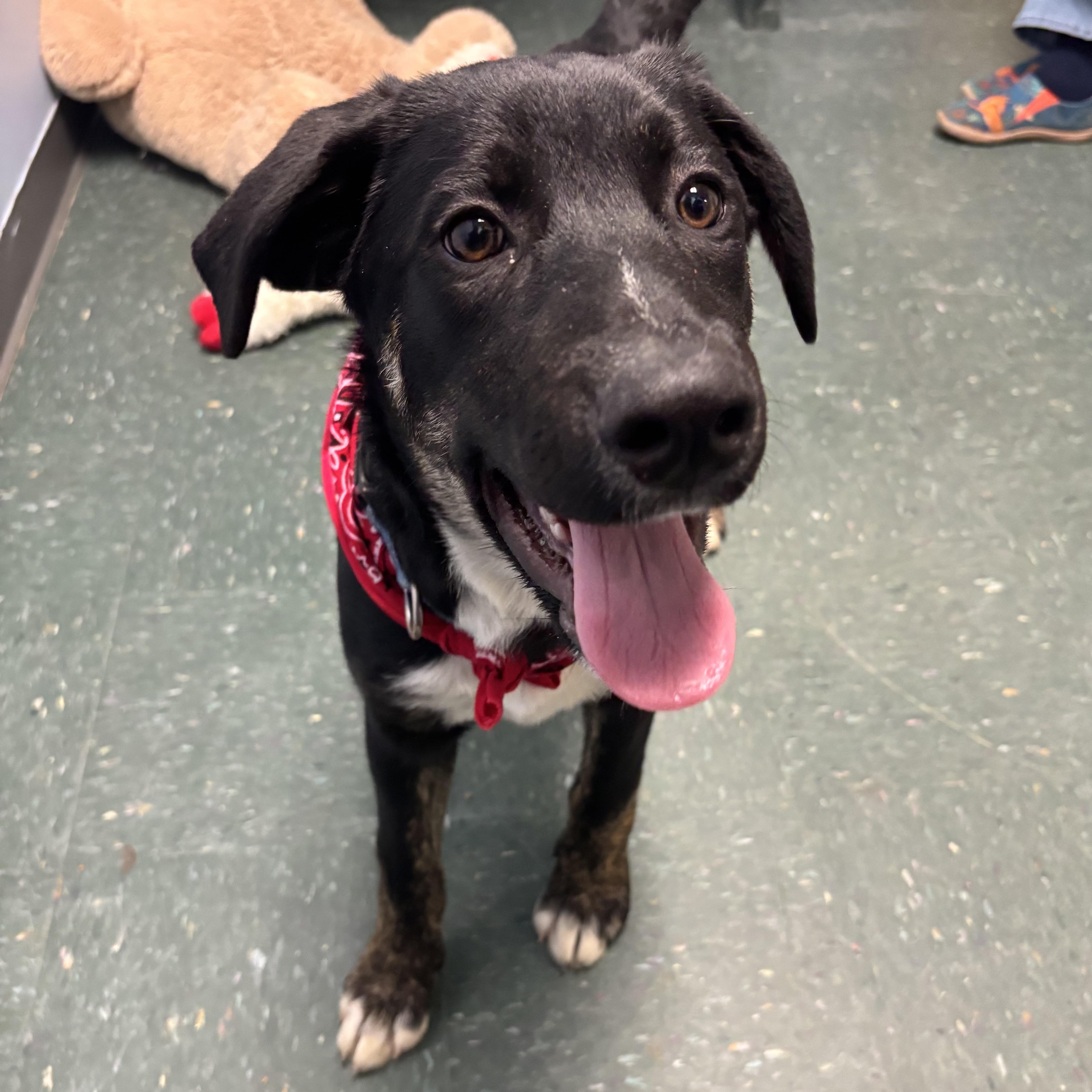 A baby large-sized male Black Shepherd dog named King for adoption in Waynesburg, PA