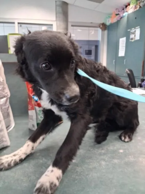 A young small-sized male Tibetan Spaniel dog named Tony for adoption in Chatsworth, CA