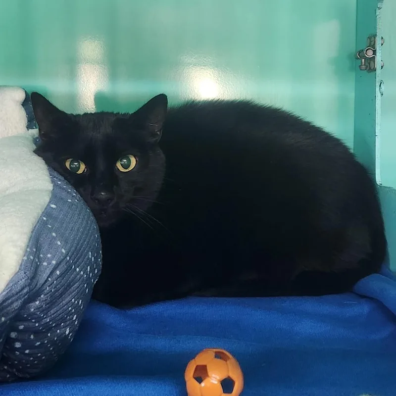 An adult large-sized male Black Domestic Short Hair cat named Cullen for adoption in Pullman, WA