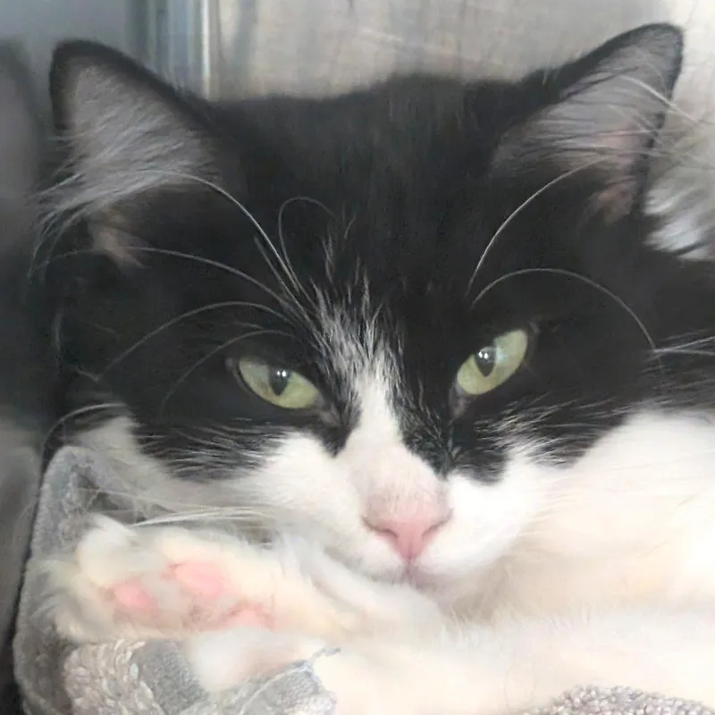 An adult medium-sized female Domestic Long Hair cat named Jiggy for adoption in Asheville, NC
