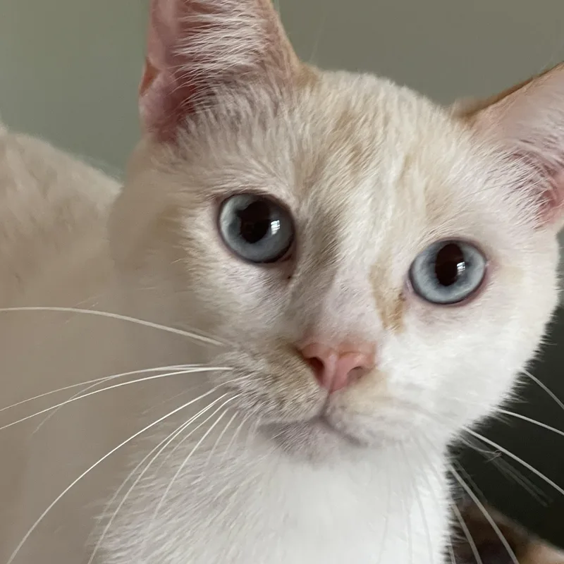 Sweet Pea thumbnail 2