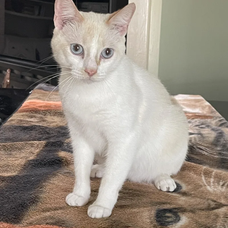 Sweet Pea thumbnail 3