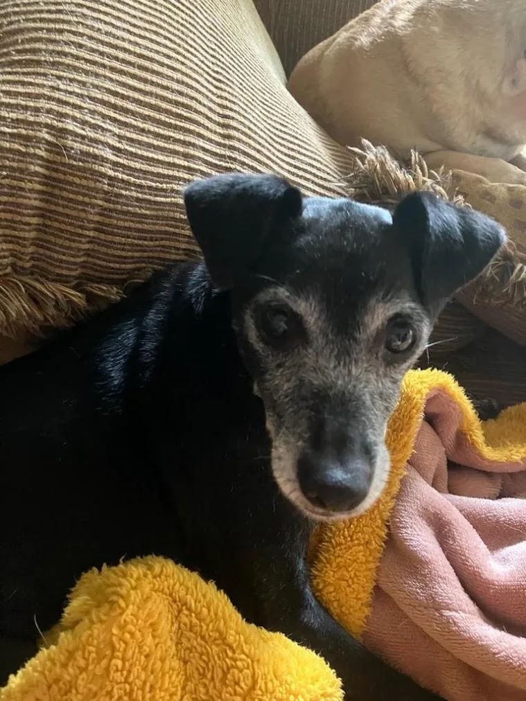 An adult small-sized female Black Miniature Pinscher dog named Ivy for adoption in Lisbon, OH