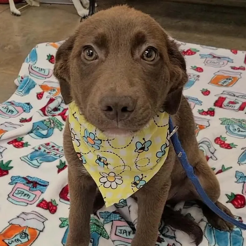 A young medium-sized female Brown / Chocolate Labrador Retriever dog named Pickle for adoption in Woolwich, ME