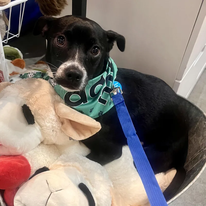 A young small-sized female Black Chiweenie dog named Mel for adoption in Brooklyn, NY