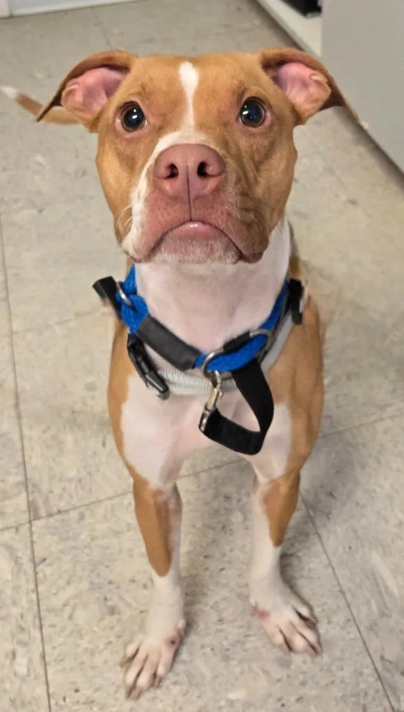 A young medium-sized female Boxer dog named Adele for adoption in Sandusky, OH