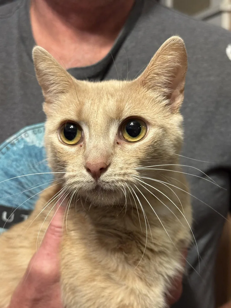 A young medium-sized female Orange / Red Domestic Short Hair cat named Peggy for adoption in Locust Grove, VA