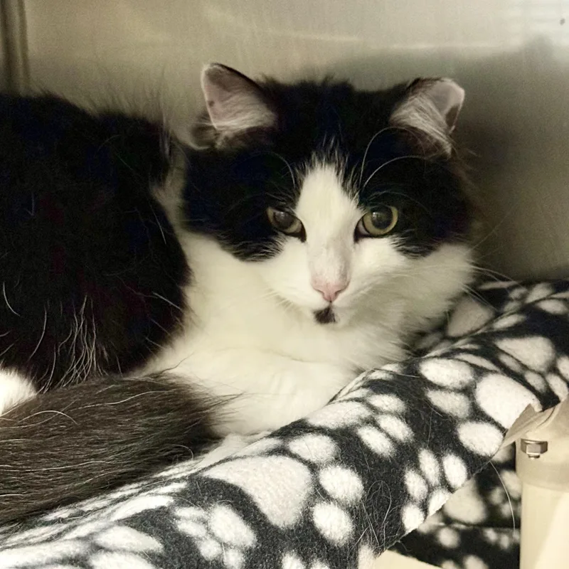 A young medium-sized female Black Domestic Long Hair cat named Princess for adoption in Exeter, RI