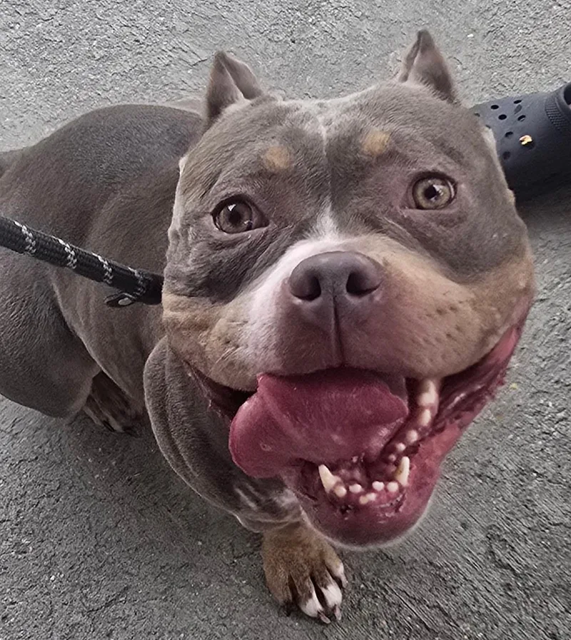 An adult medium-sized female Red / Chestnut / Orange American Bully dog named Fig for adoption in Ashland, VA