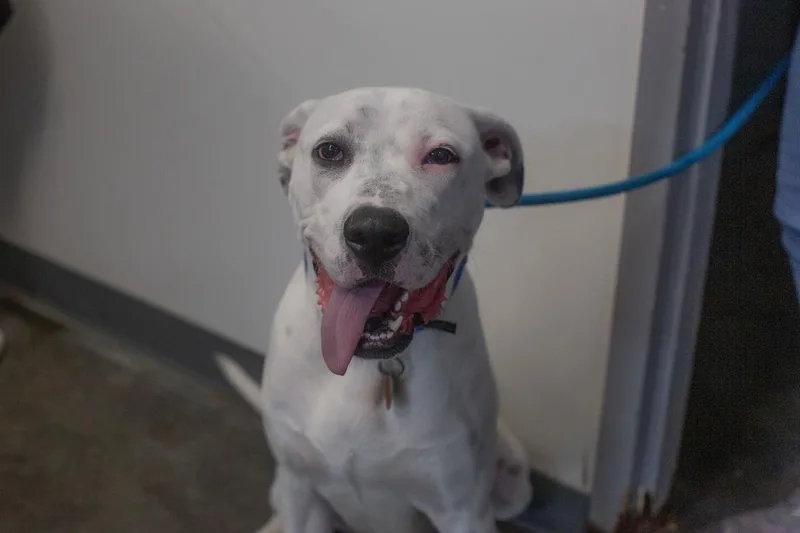 A young large-sized male Dalmatian dog named Queso for adoption in Mountain Home, AR