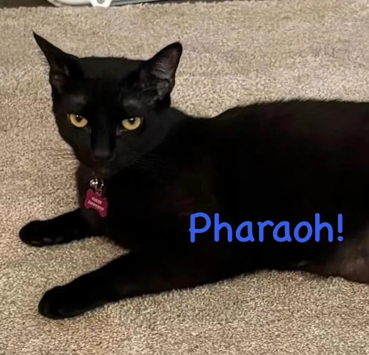 An adult large-sized male Black Oriental Short Hair cat named Pharaoh for adoption in Marion, NC