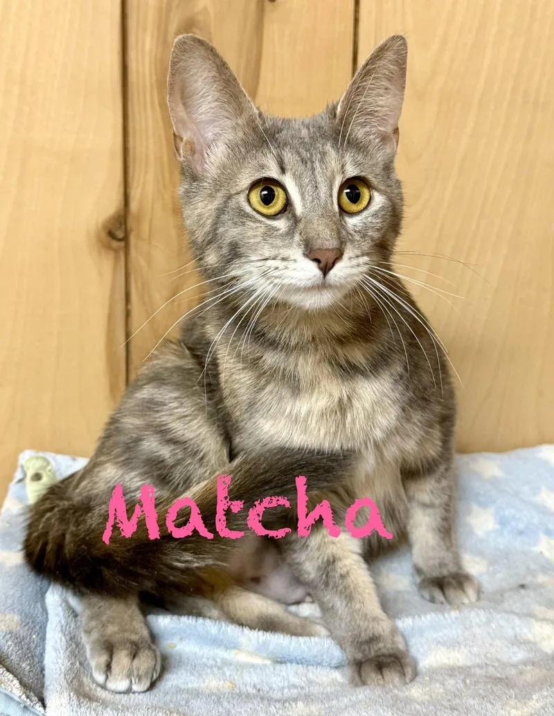 A young medium-sized female Domestic Short Hair cat named Matcha for adoption in Frewsburg, NY