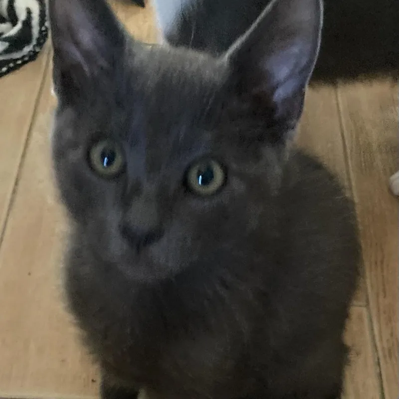 A baby small-sized male Gray / Blue / Silver Domestic Short Hair cat named Freeman for adoption in Riverside, CA