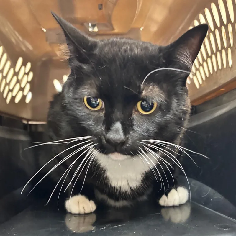 Tippytoes thumbnail 2