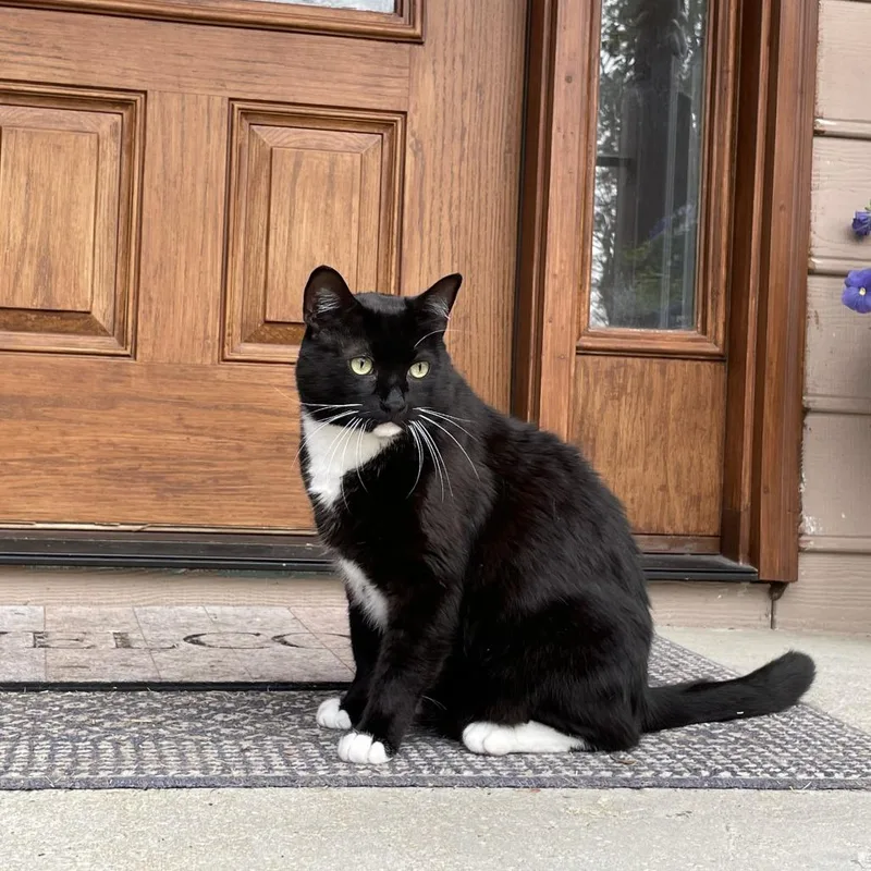 Tippytoes thumbnail 3