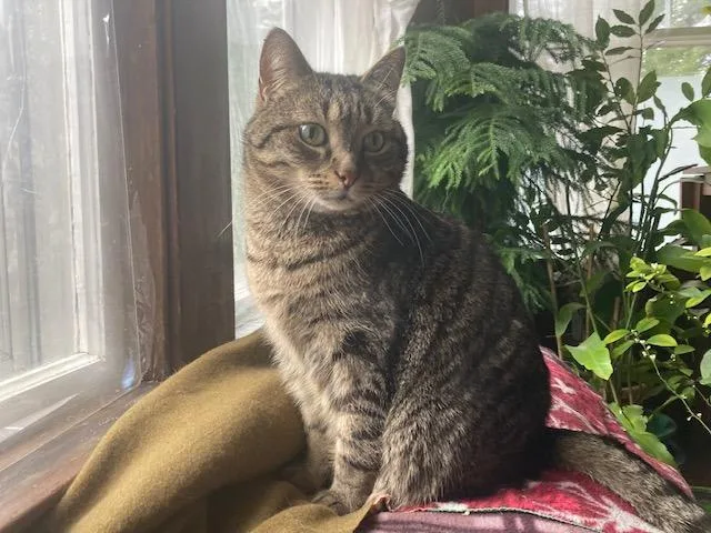 A senior medium-sized male Domestic Short Hair cat named Qi for adoption in Cumberland, ME