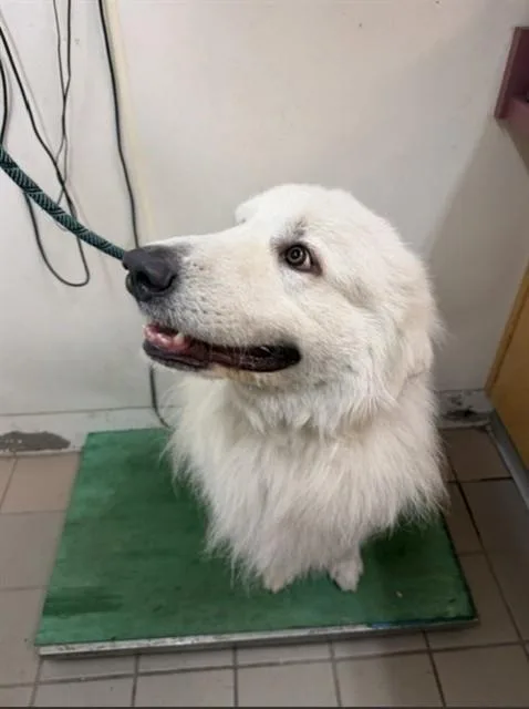 An adult large-sized male Great Pyrenees dog named Ghost for adoption in Santa Barbara, CA