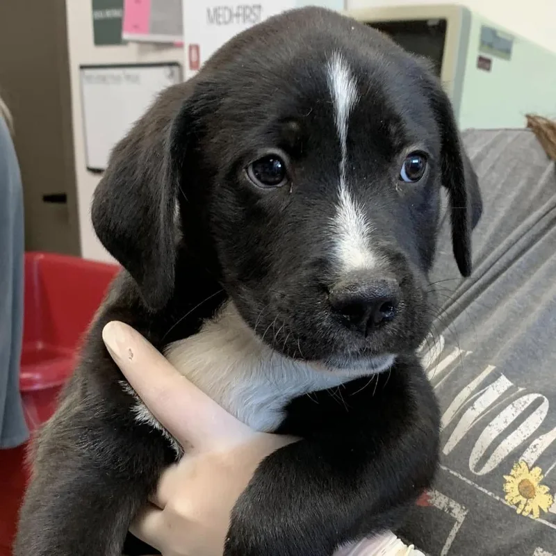 A baby small-sized male Black Retriever dog named Mr. Snuffleupagus for adoption in Cleveland, MS