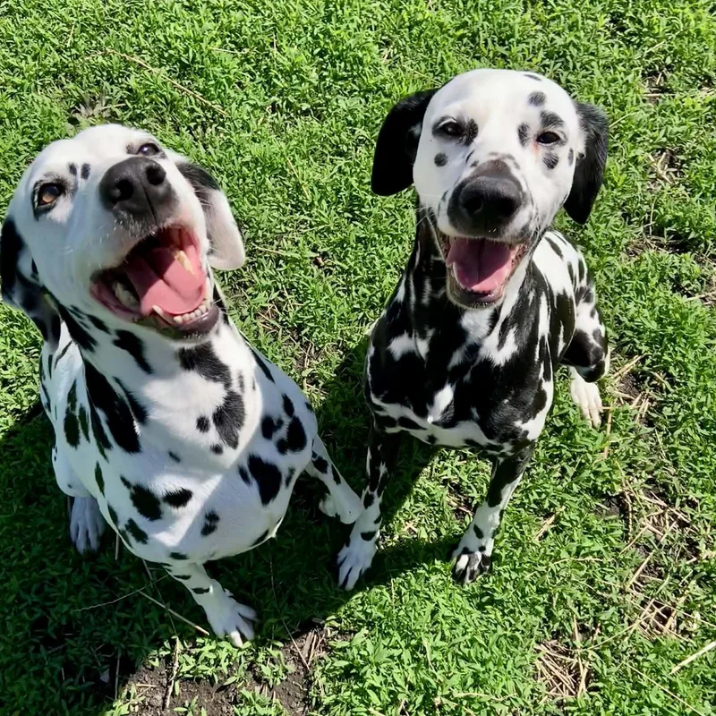 An adult medium-sized female Dalmatian dog named Bella for adoption in Rushville, IL