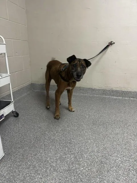 A senior large-sized male Black Mouth Cur dog named Cody for adoption in Pasadena, TX