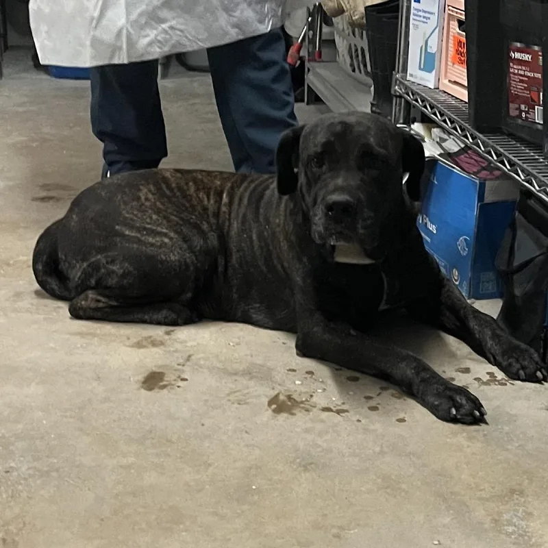 An adult large-sized female Brown / Chocolate Mastiff dog named Kissy Missy for adoption in Edinburg, TX