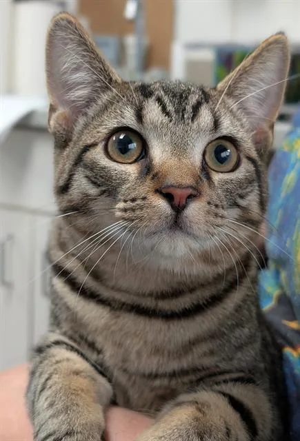 A young small-sized male Domestic Short Hair cat named Horseshoes for adoption in Canfield, OH