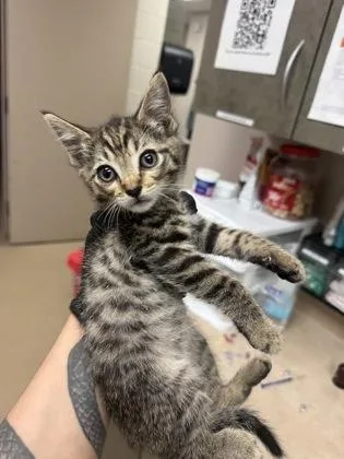 A baby small-sized male Domestic Short Hair cat named Tiger for adoption in Farmers Branch, TX