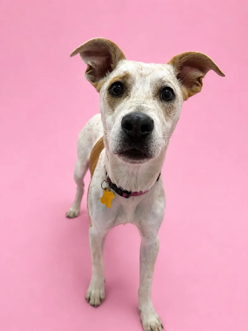 A young medium-sized female Cattle Dog dog named Paityn for adoption in Salt Lake City, UT
