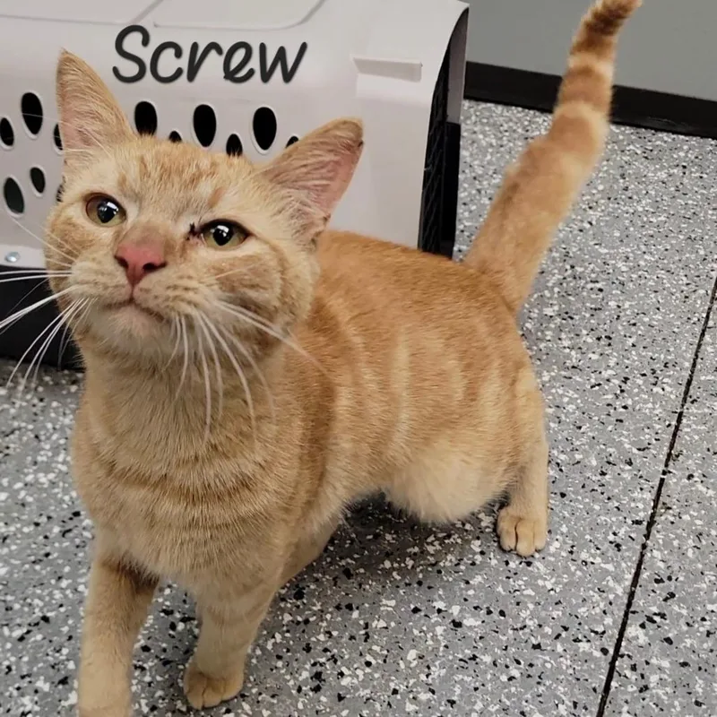 A young medium-sized male Orange / Red Domestic Short Hair cat named Screw for adoption in Parkersburg, WV