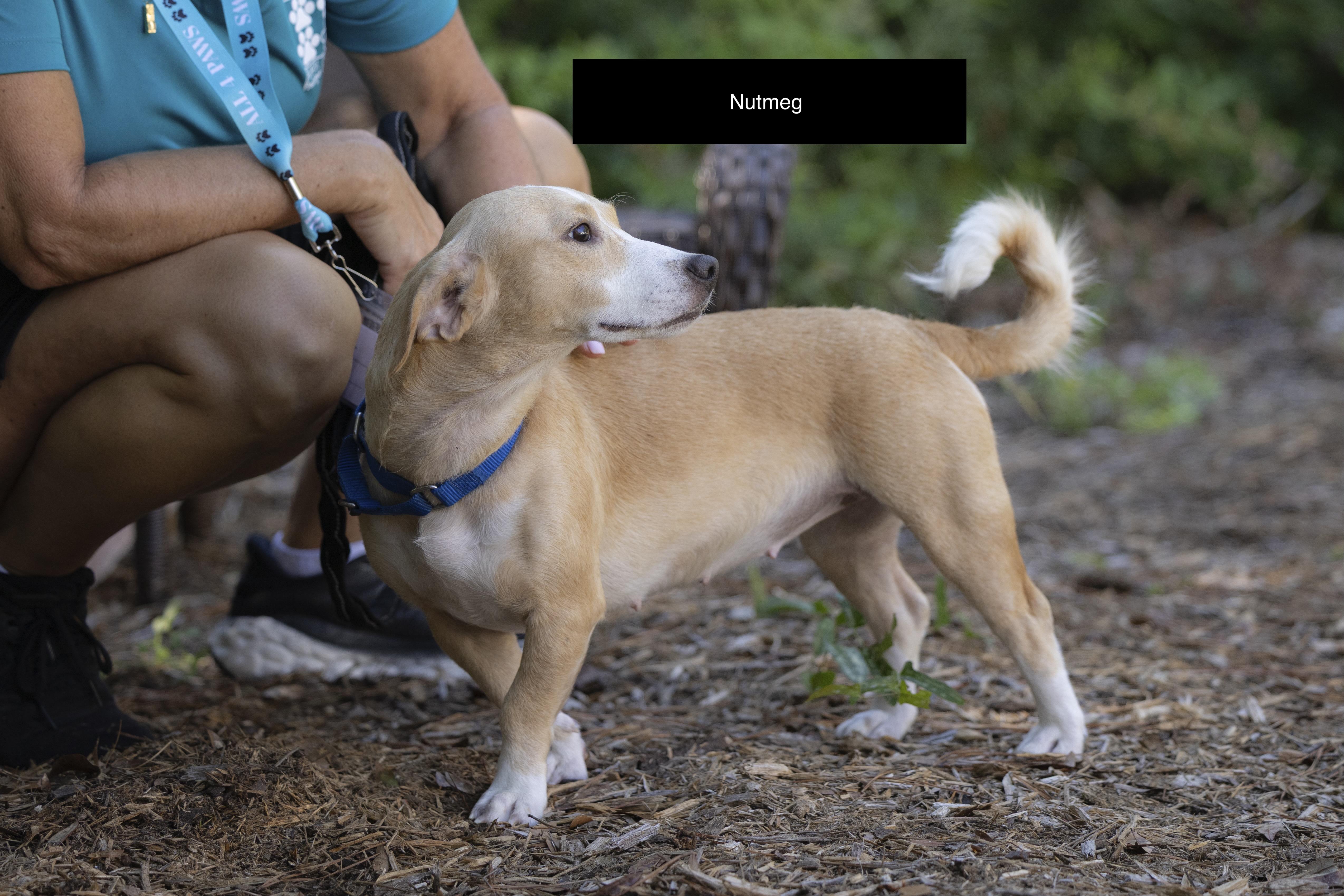 An adult small-sized female Black Jack Russell Terrier dog named Nutmeg for adoption in Pawleys Island, SC
