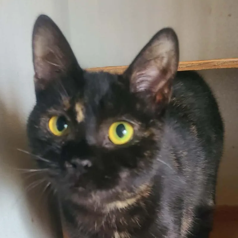 A young medium-sized female Tortoiseshell Domestic Short Hair cat named Lilly for adoption in Hemet, CA