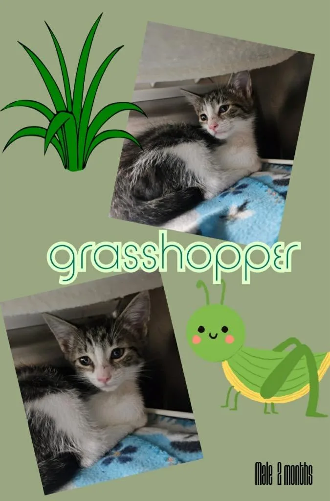 Grass Hopper aka Tatertot