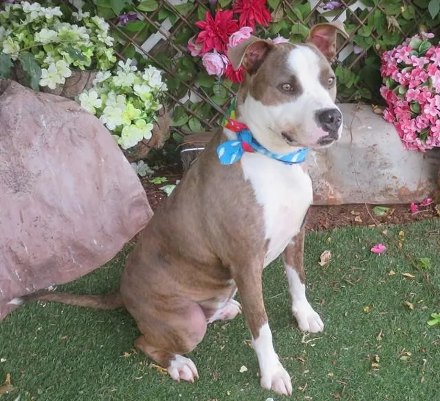 An adult large-sized male Pit Bull Terrier dog named Vinny for adoption in Oklahoma City, OK