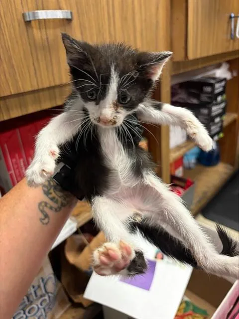 A baby small-sized male Domestic Short Hair cat named Boots for adoption in Stockton, CA