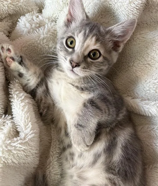 A baby small-sized female Domestic Short Hair cat named Canela for adoption in Sacramento, CA