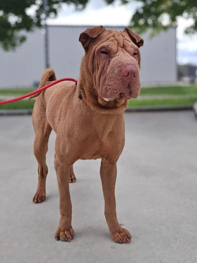 An adult medium-sized female Shar-Pei dog named Shylah for adoption in Viroqua, WI