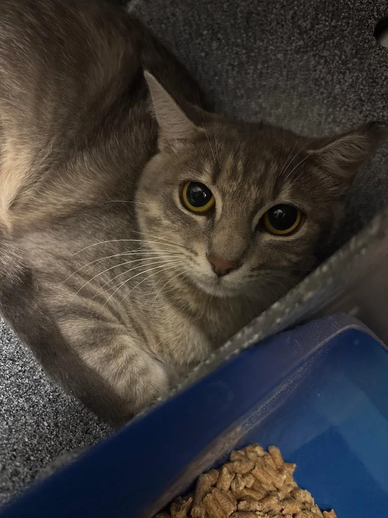 A young medium-sized female Domestic Short Hair cat named Amber for adoption in Johnson City, TN