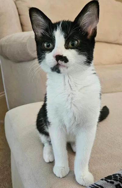 A baby medium-sized female Black & White / Tuxedo Domestic Short Hair cat named Sparkler for adoption in Mokena, IL